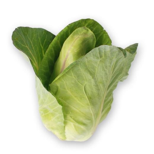 Fr&uuml;hkraut St&uuml;ck