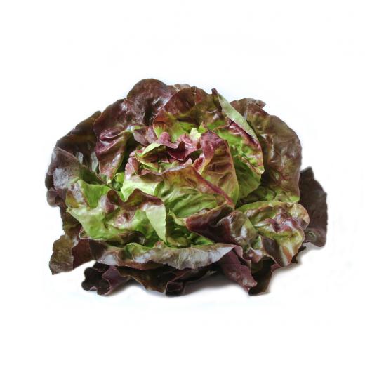 Kopfsalat rot