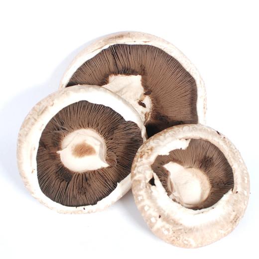 Grillpilze Portobello