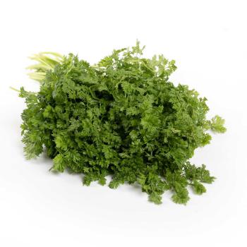 Kerbel