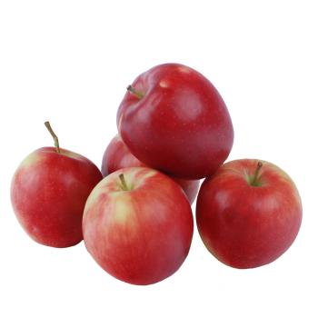 Apfel "Sommernachtstraum" neue Ernte
