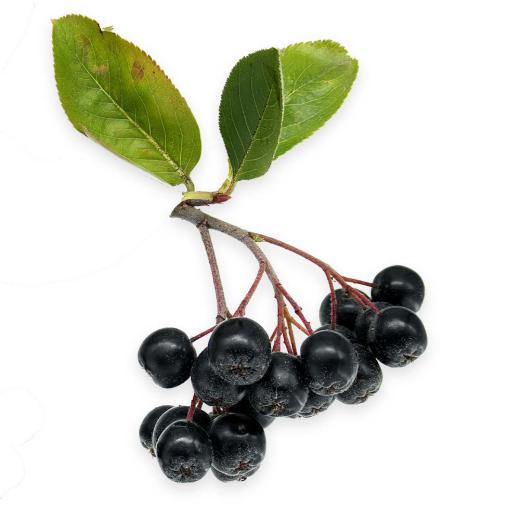 Aroniabeeren 125g